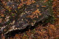 Elora Gorge, 2008