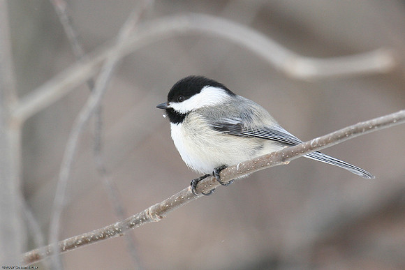 Black Capped Chickadee