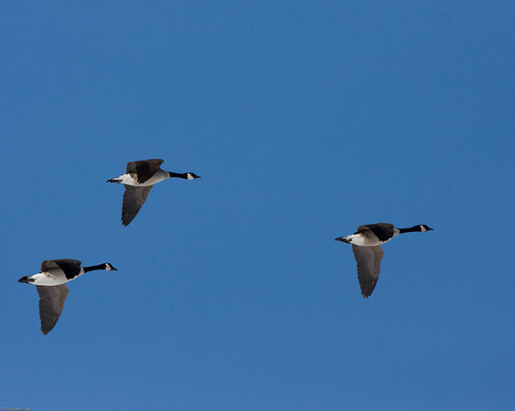 Canada Geese in Formation