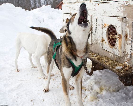 Local Dogsled Rides