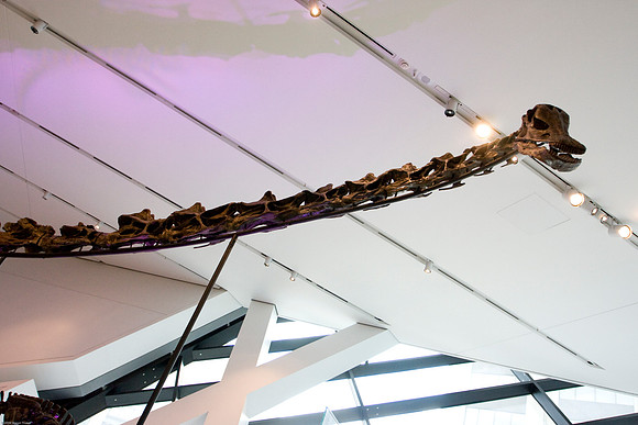 Barosaurus