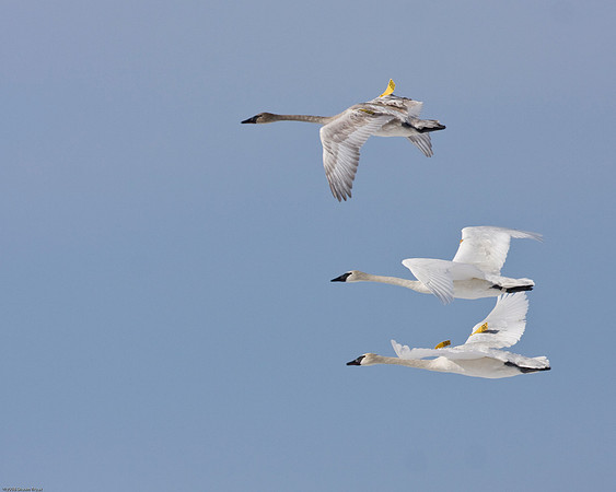 Trumpeter Swans in Flight