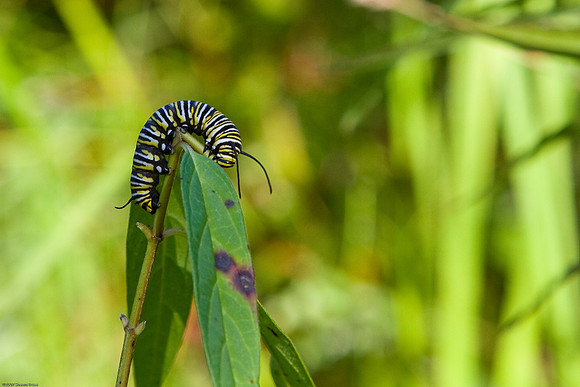 Monarch Caterpillar