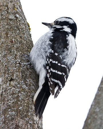 Hairy Woodpecker