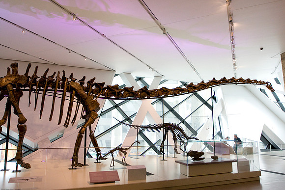 Barosaurus
