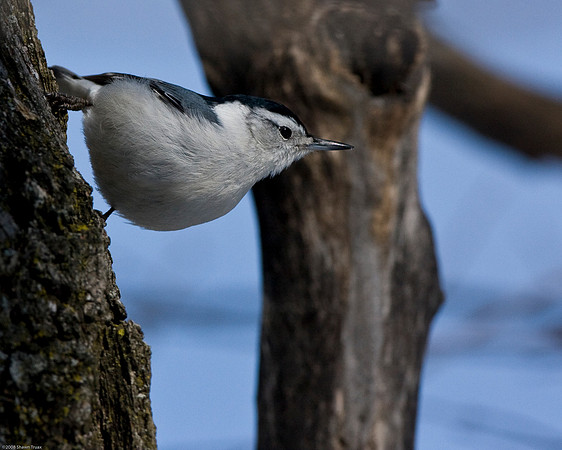 White-Breasted Nuthatch