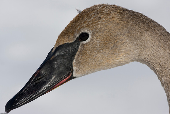 Trumpeter Swan
