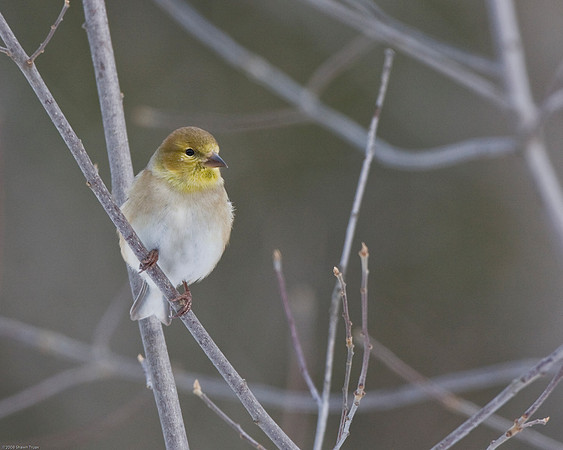 American Goldfinch