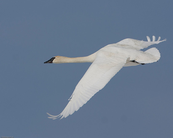 Trumpeter Swan