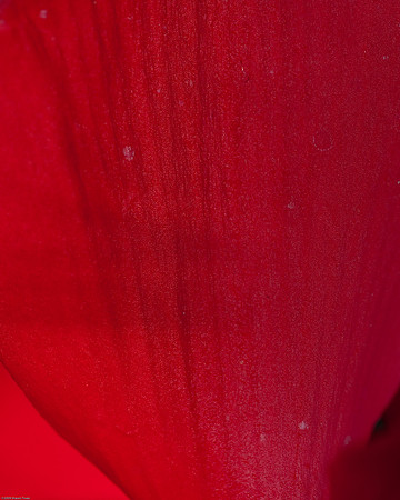 20090124-Allan_Gardens_112