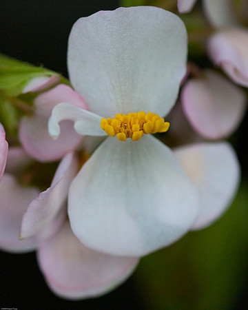20090124-Allan_Gardens_075