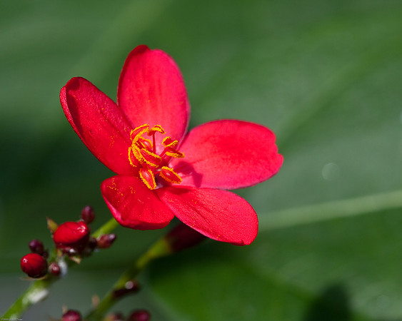 20090124-Allan_Gardens_182
