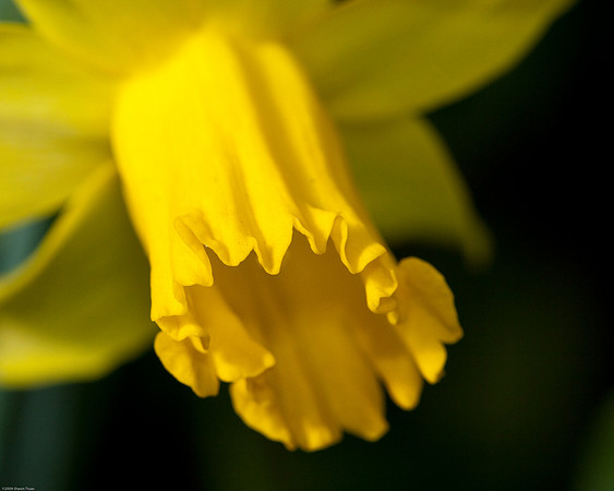 20090124-Allan_Gardens_126