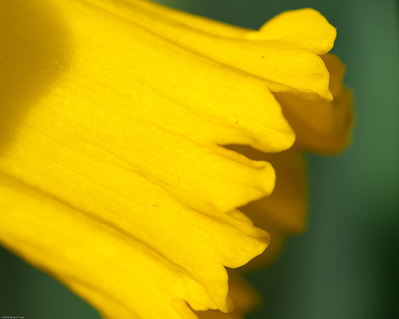 20090124-Allan_Gardens_120