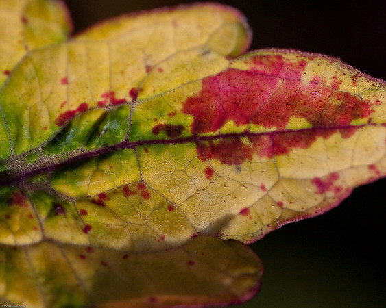 20090124-Allan_Gardens_093