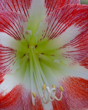 20090124-Allan_Gardens_210