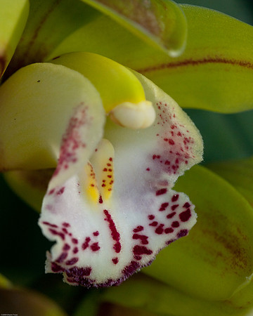 20090124-Allan_Gardens_172