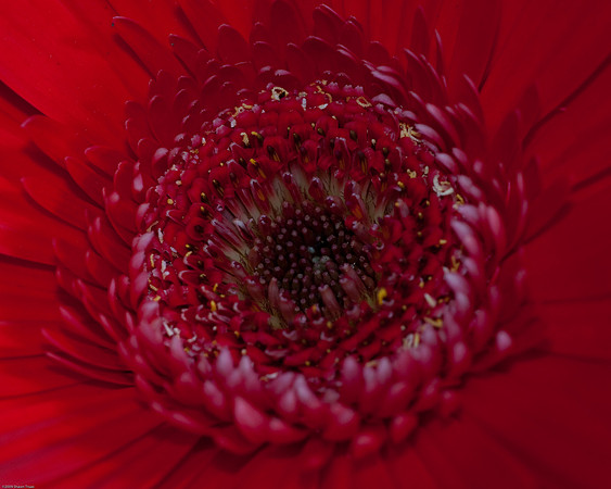 20090124-Allan_Gardens_158