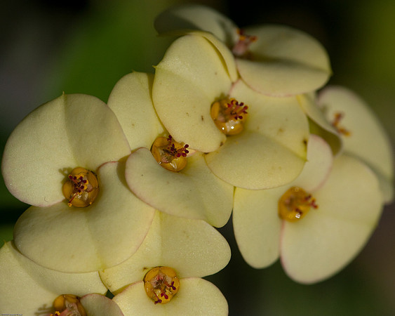 20090124-Allan_Gardens_062