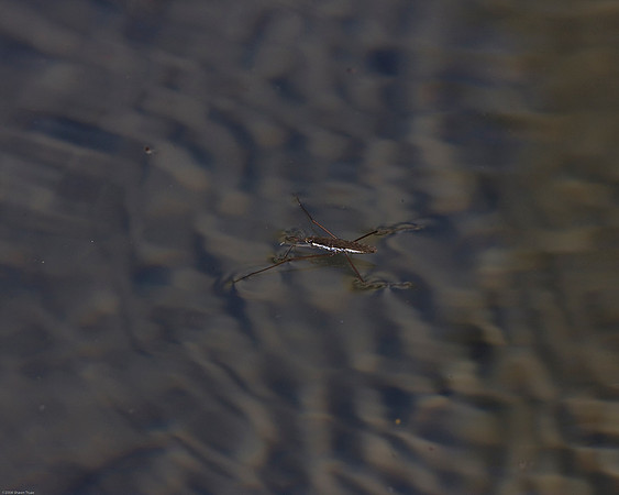 Common Water Strider