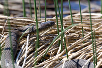 Tiny Marsh, 2007