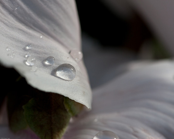 20090124-Allan_Gardens_149
