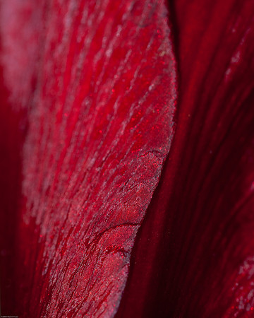 20090124-Allan_Gardens_265