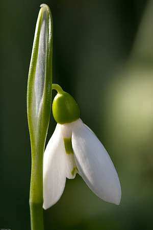 20090124-Allan_Gardens_123
