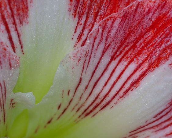 20090124-Allan_Gardens_217