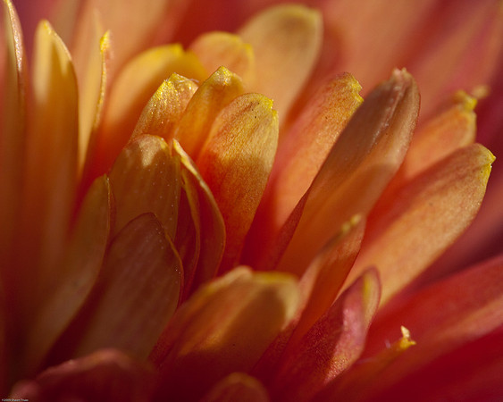 20090124-Allan_Gardens_155