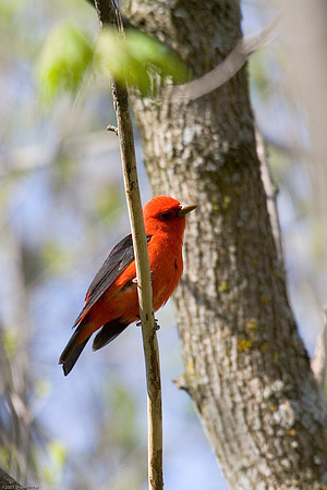 Scarlet Tanager