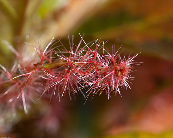 20090124-Allan_Gardens_193