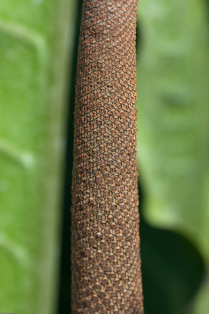 20090124-Allan_Gardens_223