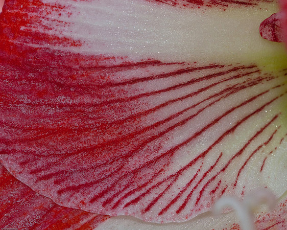 20090124-Allan_Gardens_221