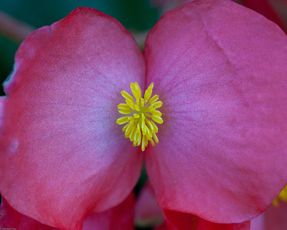 20090124-Allan_Gardens_086