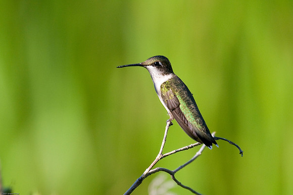 Ruby-Throated Hummingbird