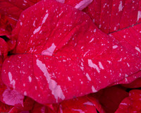 Allan Gardens 2008