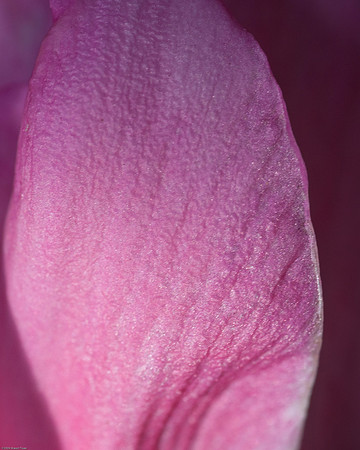 20090124-Allan_Gardens_116