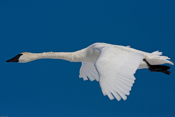 Trumpeter Swan