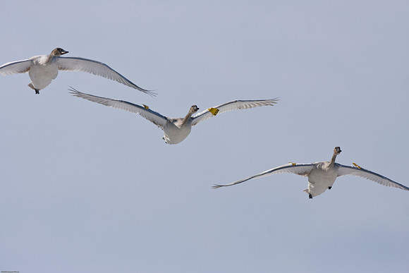 Trumpeter Swans in Flight