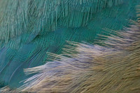 Abstract Zoo
