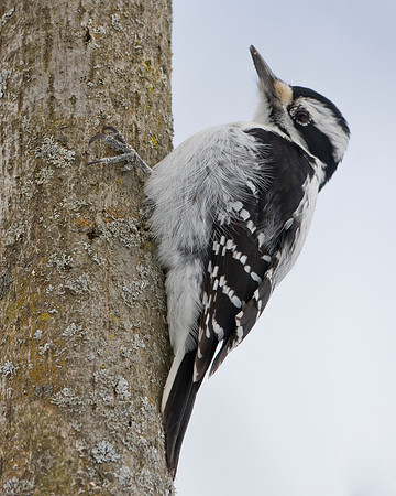Hairy Woodpecker