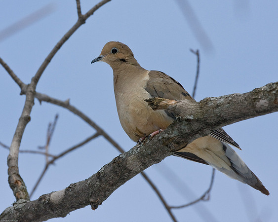 Dove