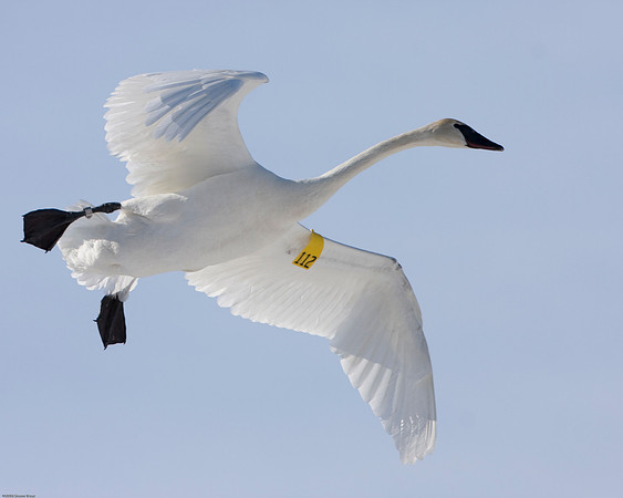 Trumpeter Swan