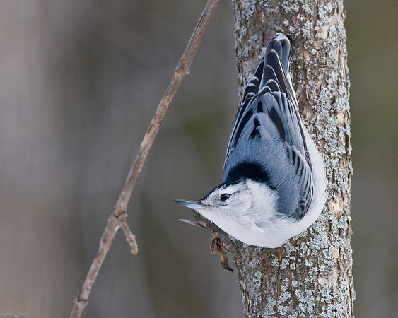 White-Breasted Nuthatch