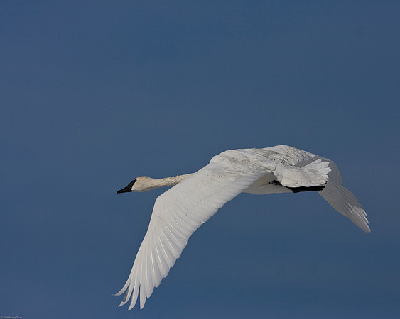 Trumpeter Swan