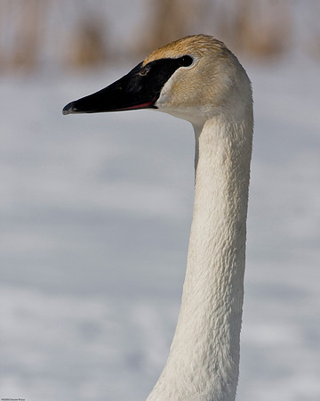 Trumpeter Swan