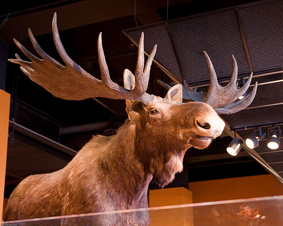 Moose