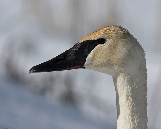 Trumpeter Swan