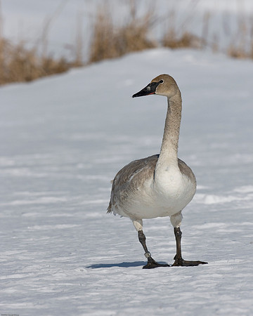 Trumpeter Swan